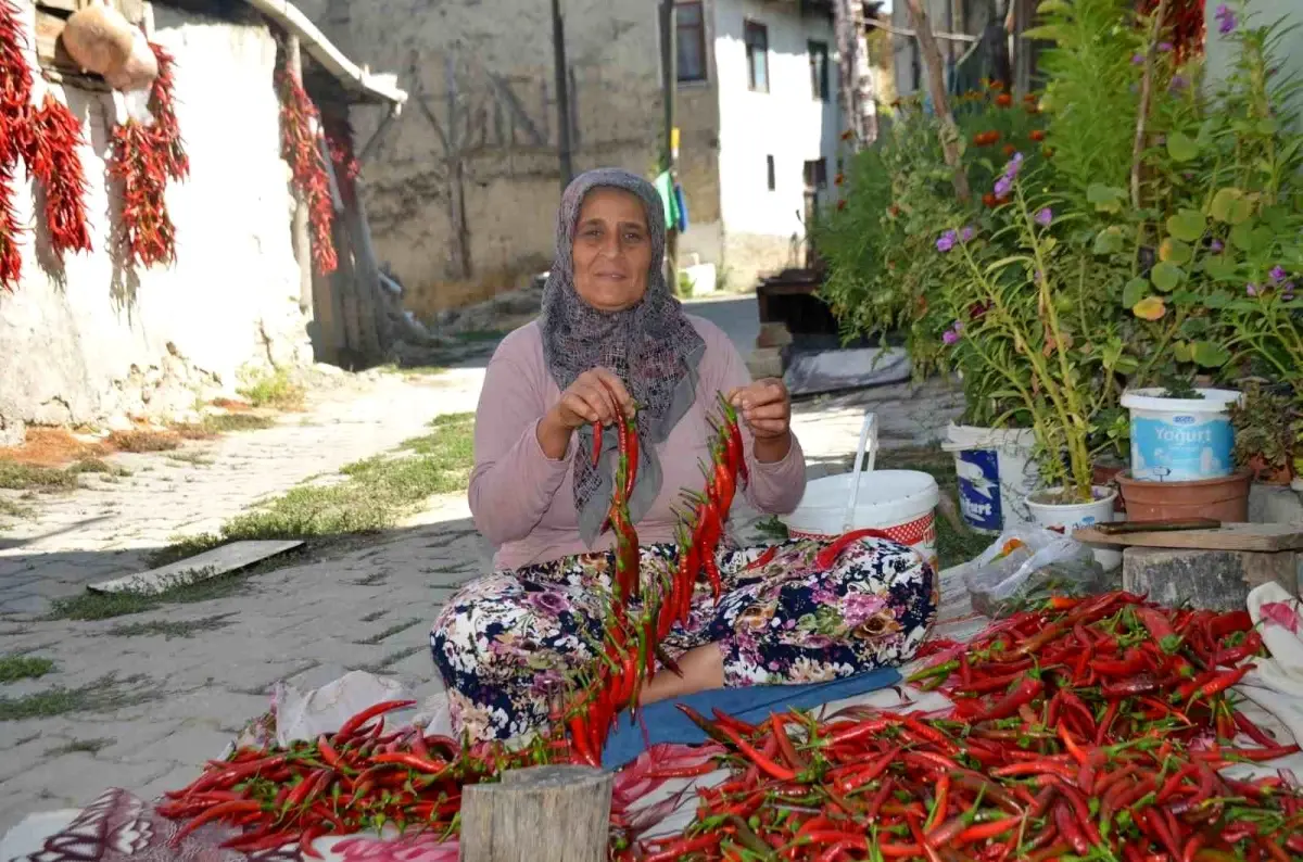 Çukurören’in Kırmızı Altını: 160 Yıllık Biber Üretimi