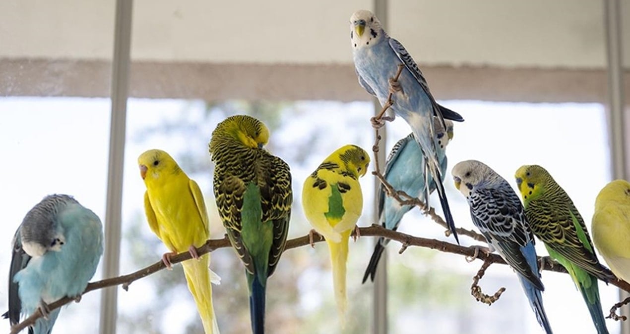 Doğum günü hediyesi kuş canından ediyordu