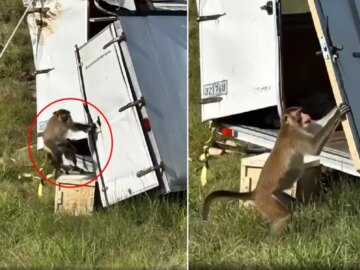 Kamyon devrildi, kaçan deney maymunları ülkeyi alarma geçirdi kamyon devrildi kacan deney maymunlari ulkeyi alarma gecirdi SiX1bzXs.jpg