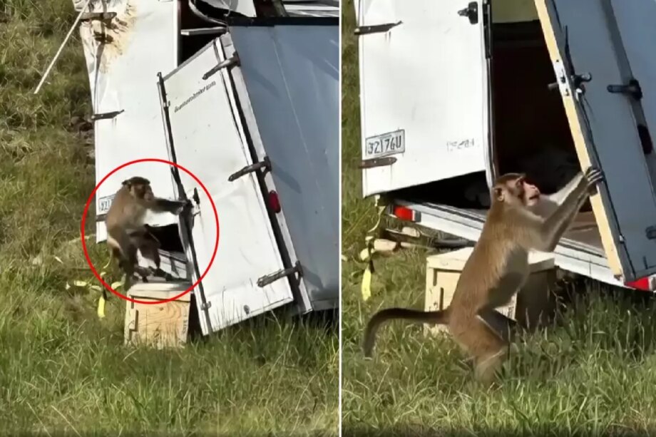 Kamyon devrildi, kaçan deney maymunları ülkeyi alarma geçirdi kamyon devrildi kacan deney maymunlari ulkeyi alarma gecirdi SiX1bzXs.jpg