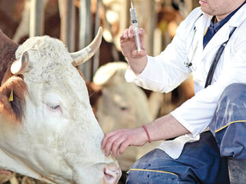 hayvancilik desteklemelerinin uygulanmasinda degisiklik VRgfs869.jpg