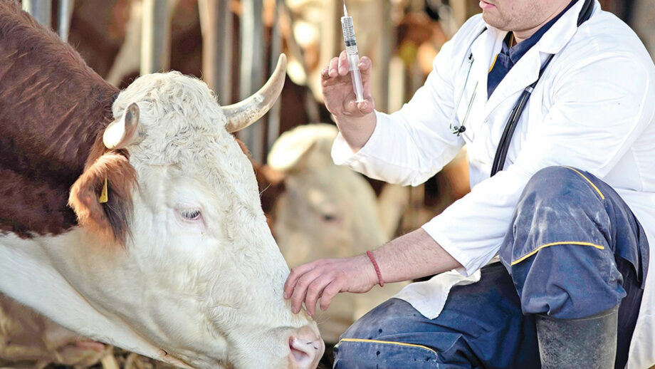 Hayvancılık desteklemelerinin uygulanmasında değişiklik hayvancilik desteklemelerinin uygulanmasinda degisiklik VRgfs869.jpg