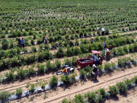 Karadenizde findik bahcelerini sokturen meyve donum basina 10 kat kazandiriyor bndMQkZa